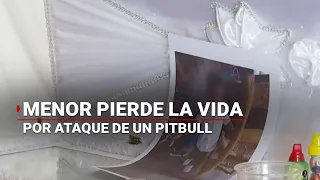 Tragedia en Veracruz | Perro PITBULL mata a BEBÉ de 10 meses; era de sus familiares