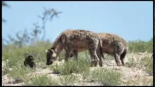 Spotted Hyena (Crocuta crocuta) Greeting Ceremony