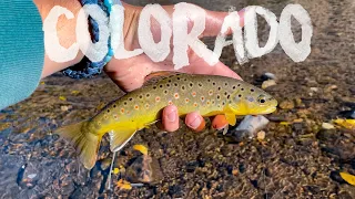 Fly Fishing Fishing RMNP! (Colorado)