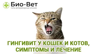 Гингивит у кошек и котов, симптомы и лечение