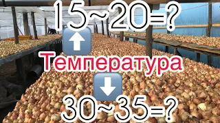 106/20 #4 Какую температуру нужно держать для выращивания лука на Перо?