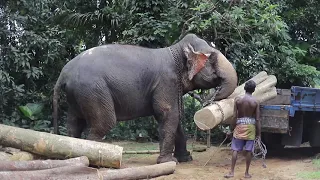 A Sri Lankan Elephant Loading logs with its enormous power