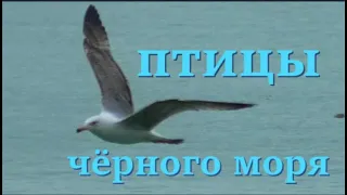 Птицы Чёрного моря у берегов Нового Афона (Абхазия), чайки, нырки чомга, бакланы.