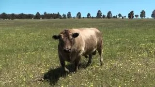 Banjo the bull ready to charge
