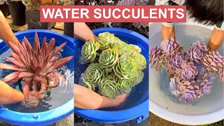 How I water my succulents | Tưới nước cho sen đá | 多肉植物| 다육이들 | Suculentas