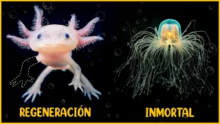 8 ANIMALES con habilidades ÚNICAS y SORPRENDENTES