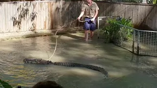 Crocodile snap at Cairns Crocs farm
