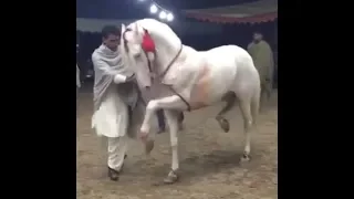 Top 10 best horse dance in Pakistan 2019 - To 10 ghora dance 2019