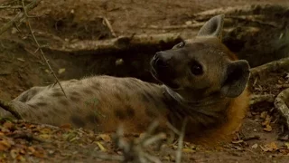 Female Dominance Over Male Hyenas | Animals In Love | BBC Earth