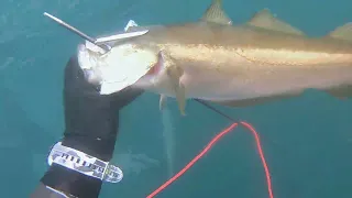 Spearfishing Portland UK 2021