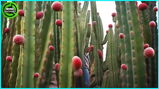 The Most Modern Agriculture Machines That Are At Another Level, How To Harvest Cactus In Farm