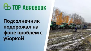 Подсолнечник подорожал на фоне проблем с уборкой. TOP Agrobook: обзор аграрных новостей