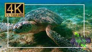 Lovely turtles swimming in clear blue waters with calm music - 10 hours long, 4K relaxation video