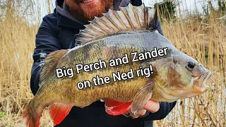 Big, Bigger and Very Big Perch and Canal Zander on the Ned Rig!