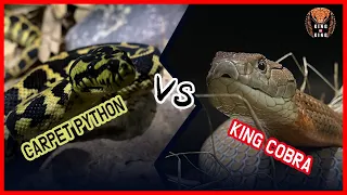 KING COBRA vs CARPET PYTHON ‼️( ophiophagushannah vs python ) 킹코브라 vs 파이썬 LIVE FEEDING snake video