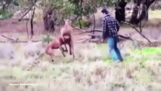 Австралиец подрался с кенгуру, чтобы защитить свою собаку
