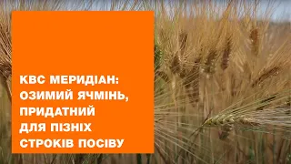 КВС МЕРИДІАН: озимий ячмінь, придатний для пізніх строків посіву  | КВС-УКРАЇНА