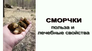 Сморчки. Польза и лечебные свойства.