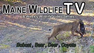 Maine Wildlife Trail Video | Bobcat catches prey | Bear | Deer | Trail Cam | week ending 5.14.22