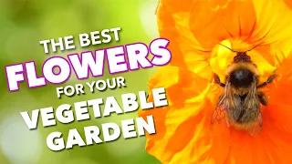 The Best Flowers To Boost Vegetable Gardens 🌺🐝🦋