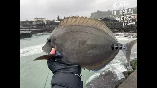 【磯釣】東北角釣遊｜馬崗漁港｜轉角遇上暴力豬家族｜被欺負久了🐷換我硬起來｜2022/12/31