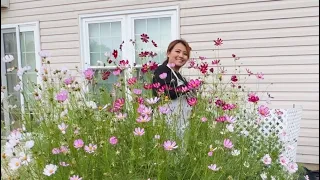 How to grow Cosmos from seeds | Sensation Picotee 🌸🌿🌺