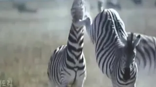 Why are animals afraid of zebras?  Zebra makes a poor face at lion, wild dogs, hyena, crocodile