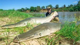 Catching 2 GIANT Alligator Gar at ONCE!!! (150LBS)