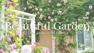 《Beautiful garden in full bloom》 A collaboration of roses, clematis, and perennials 《Gardening》