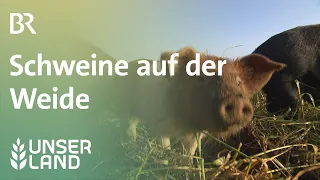 Die Sau rauslassen: Schweine auf der Weide | Unser Land | BR Fernsehen