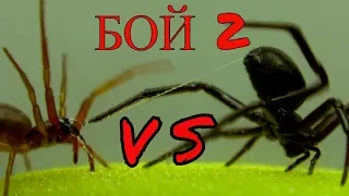 Битва пауков 2. Бой паука Чёрная Мамба против Дикого Вепря.