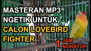 1JAM! Pancingan NGETIK Agar NGEKEK PANJANG GACOR!! Calon Lovebird FIGHTER !! MASTERAN MP3