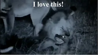 Male Lion Kills Hyena - Classic Compilation HD