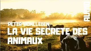 AUDIO | La vie secrète des animaux - Ch 12 - intelligence collective  - Peter Wohlleben