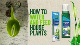 How to water and feed houseplants