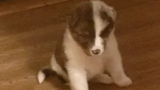 Puppy confused of tapping feet