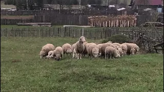 Sheep in the pasture Овцы на пастбище