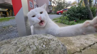 Angry White Cat Attacks my Camera and Slaps it.