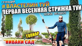 ПЕРВАЯ  СТРИЖКА ТУИ И ХВОЙНЫХ. @VLASTELIN_MINSK Минск / Беларусь / Стригу хвойные растения