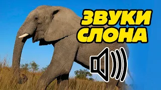 Звук слона: какие звуки издают слоны?