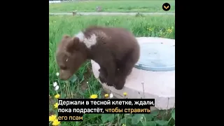 В Тверской области лётчики дважды спасли медвежонка 💖