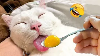 New Funny Animals 2024 😅 Funniest Cats and Dogs 😹🐶 Part 25