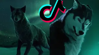 Alpha Wolf|Tiktok|| #shorts