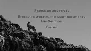 Wild Things - Ethiopian wolves and giant mole-rats