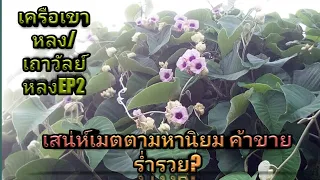 เครือเขาหลง/เถาวัลย์หลงEP2