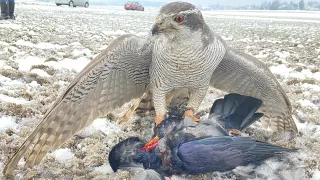 Goshawk Rooney vs Crows // Hunting Season 2021/22