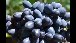 Виноград Кодрянка - сорт, с которым не расстанусь (Grapes Codreanca)