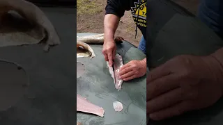 How To Remove A Check And Mud Vein From A Walleye