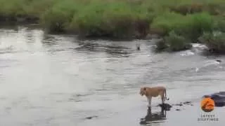 Lion's Lucky Escape From Crocodile