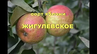 Сорт яблони Жигулевское